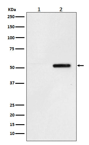 Anti-Phospho-Tau (Ser324) Rabbit Monoclonal Antibody