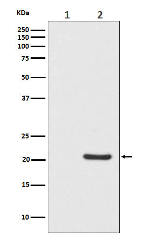 Anti-Phospho-Bad (Ser112) Rabbit Monoclonal Antibody