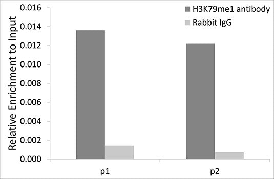 Anti-MonoMethyl-Histone H3 (Lys79) Rabbit Monoclonal Antibody