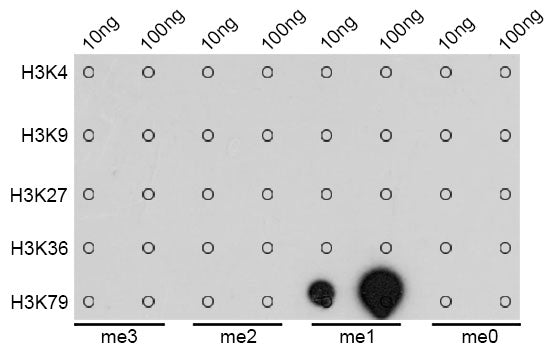 Anti-MonoMethyl-Histone H3 (Lys79) Rabbit Monoclonal Antibody