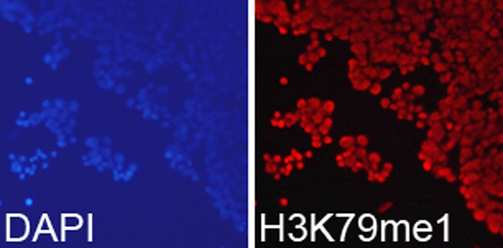 Anti-MonoMethyl-Histone H3 (Lys79) Rabbit Monoclonal Antibody