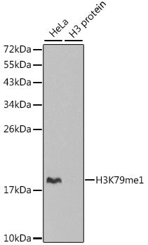 Anti-MonoMethyl-Histone H3 (Lys79) Rabbit Monoclonal Antibody