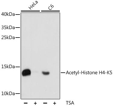 Anti-Acetyl-Histone H4 (Lys5) Rabbit Monoclonal Antibody