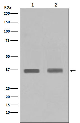 Anti-PP1C alpha/beta Rabbit Monoclonal Antibody
