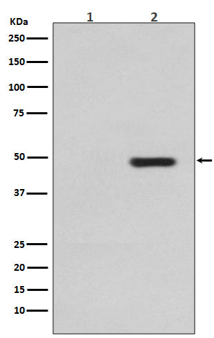 Anti-Phospho-Tau (Thr231) Rabbit Monoclonal Antibody