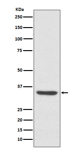 Anti-LYVE1 Rabbit Monoclonal Antibody
