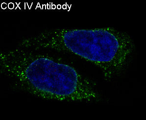Anti-COX IV Rabbit Monoclonal Antibody