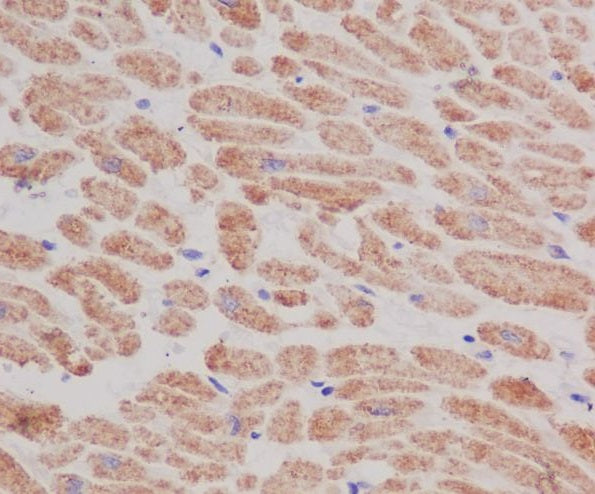 Anti-COX IV Rabbit Monoclonal Antibody