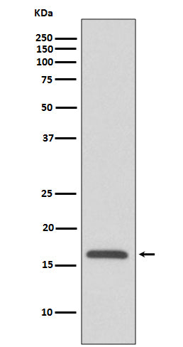 Anti-COX IV Rabbit Monoclonal Antibody