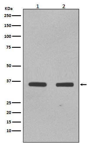 Anti-SOX2 Rabbit Monoclonal Antibody