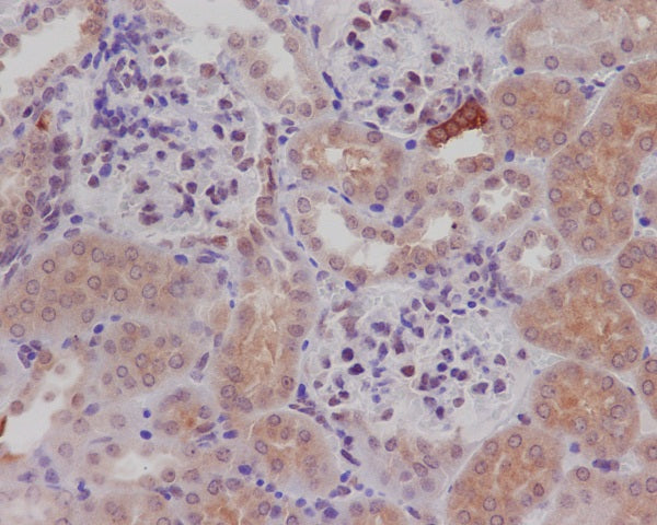 Anti-NOS1 Rabbit Monoclonal Antibody