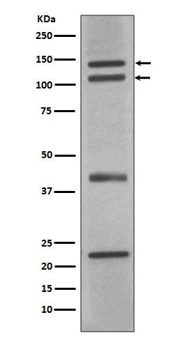 Anti-NOS1 Rabbit Monoclonal Antibody