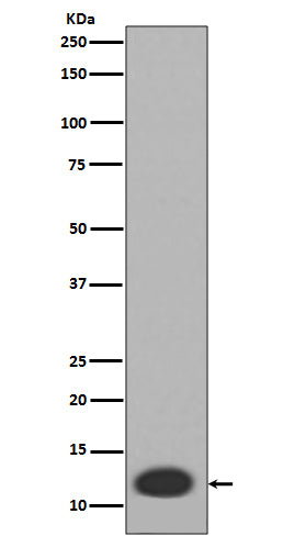 Anti-S100A8 Rabbit Monoclonal Antibody