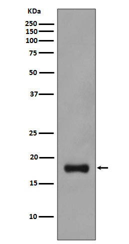 Anti-Stathmin 1 Rabbit Monoclonal Antibody