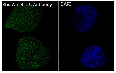 Anti-RhoA/B/C Rabbit Monoclonal Antibody