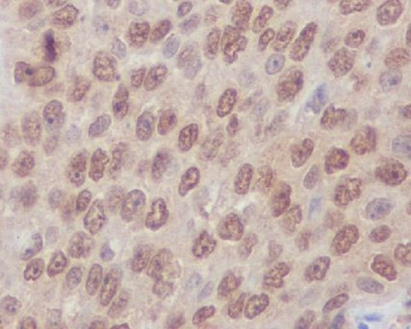 Anti-RhoA/B/C Rabbit Monoclonal Antibody