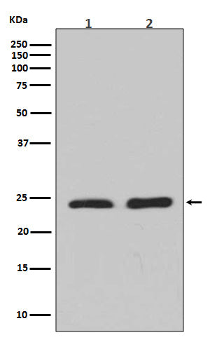 Anti-RhoA/B/C Rabbit Monoclonal Antibody