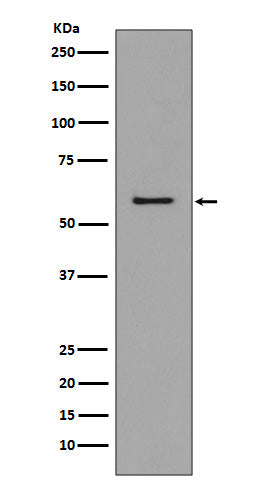 Anti-CCR3 Rabbit Monoclonal Antibody