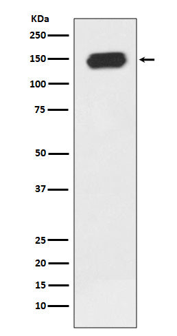 Anti-PLCG1 Rabbit Monoclonal Antibody