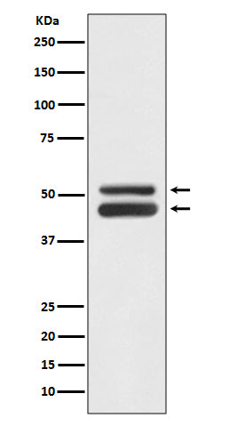 Anti-JNK1/3 Rabbit Monoclonal Antibody