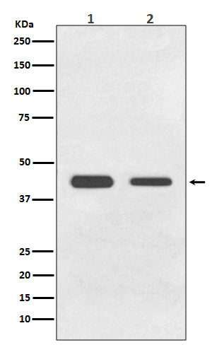 Anti-BMP11 Rabbit Monoclonal Antibody