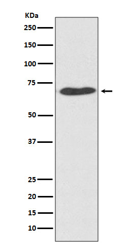 Anti-PDIA2 Rabbit Monoclonal Antibody