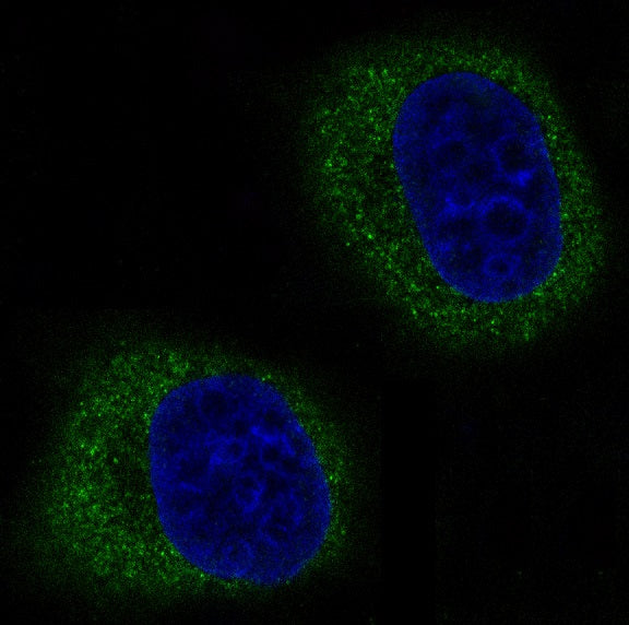 Anti-Mitofusin 2 Rabbit Monoclonal Antibody