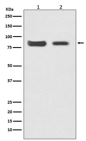 Anti-Mitofusin 2 Rabbit Monoclonal Antibody