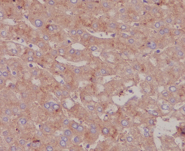 Anti-Serum Albumin Rabbit Monoclonal Antibody