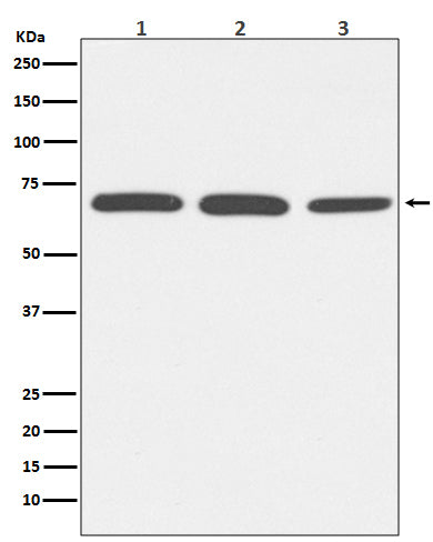 Anti-Serum Albumin Rabbit Monoclonal Antibody