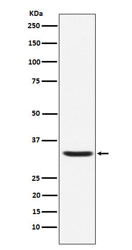 Anti-Hepcidin Rabbit Monoclonal Antibody
