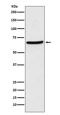 Anti-CDT1 Rabbit Monoclonal Antibody