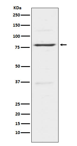 Anti-Insulin Receptor Related Protein Rabbit Monoclonal Antibody