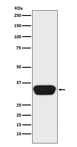Anti-OTX1/2 Rabbit Monoclonal Antibody