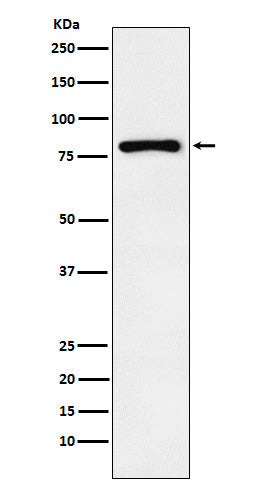 Anti-EGR1 Rabbit Monoclonal Antibody