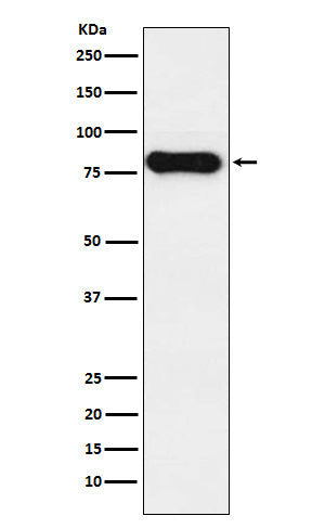 Anti-Human IgD Rabbit Monoclonal Antibody