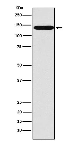 Anti-SLC9A1 Rabbit Monoclonal Antibody