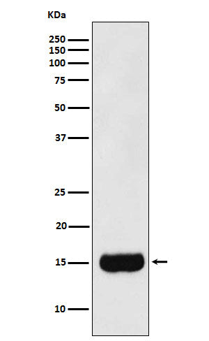 Anti-Prostate Secretory Protein Rabbit Monoclonal Antibody
