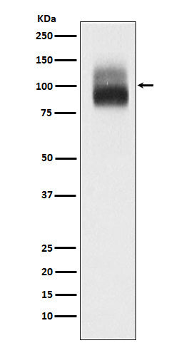 Anti-Trk B Rabbit Monoclonal Antibody