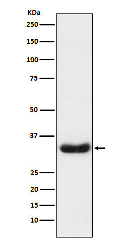 Anti-LEFTY Rabbit Monoclonal Antibody