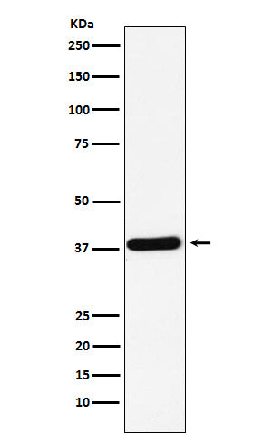 Anti-CRK Rabbit Monoclonal Antibody