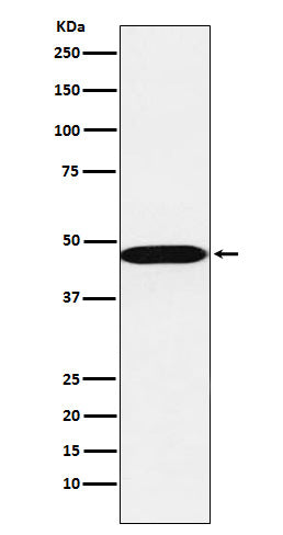 Anti-AHCY Rabbit Monoclonal Antibody