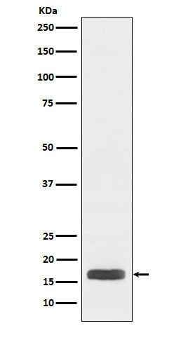 Anti-Acetyl-Histone H3 (Lys27) Rabbit Monoclonal Antibody