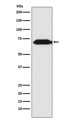 Anti-Themis Rabbit Monoclonal Antibody