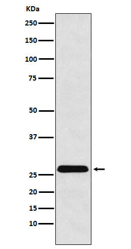 Anti-HLA DRB4 Rabbit Monoclonal Antibody