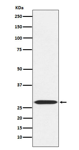 Anti-MRPL28 Rabbit Monoclonal Antibody