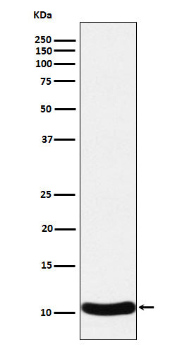Anti-CCL27 Rabbit Monoclonal Antibody
