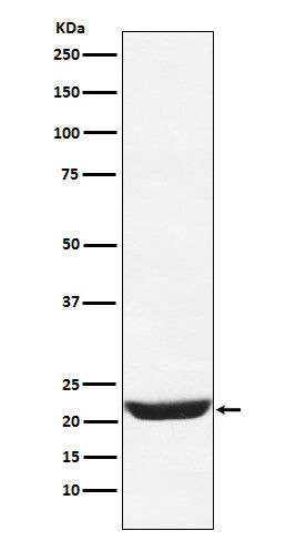 Anti-NCS1 Rabbit Monoclonal Antibody
