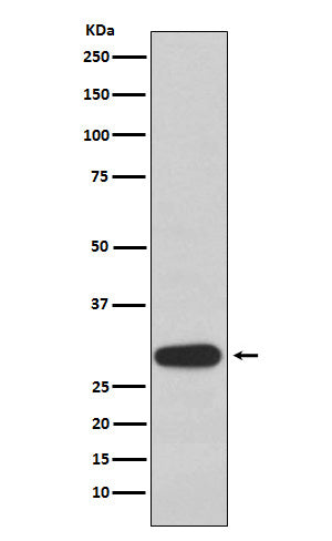 Anti-Olig3 Rabbit Monoclonal Antibody