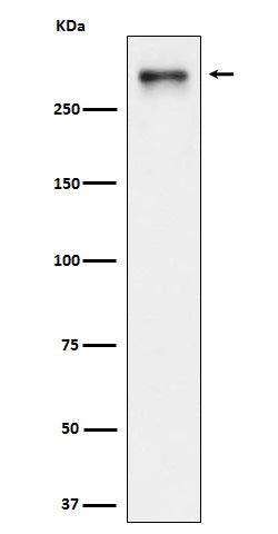 Anti-USP24 Rabbit Monoclonal Antibody